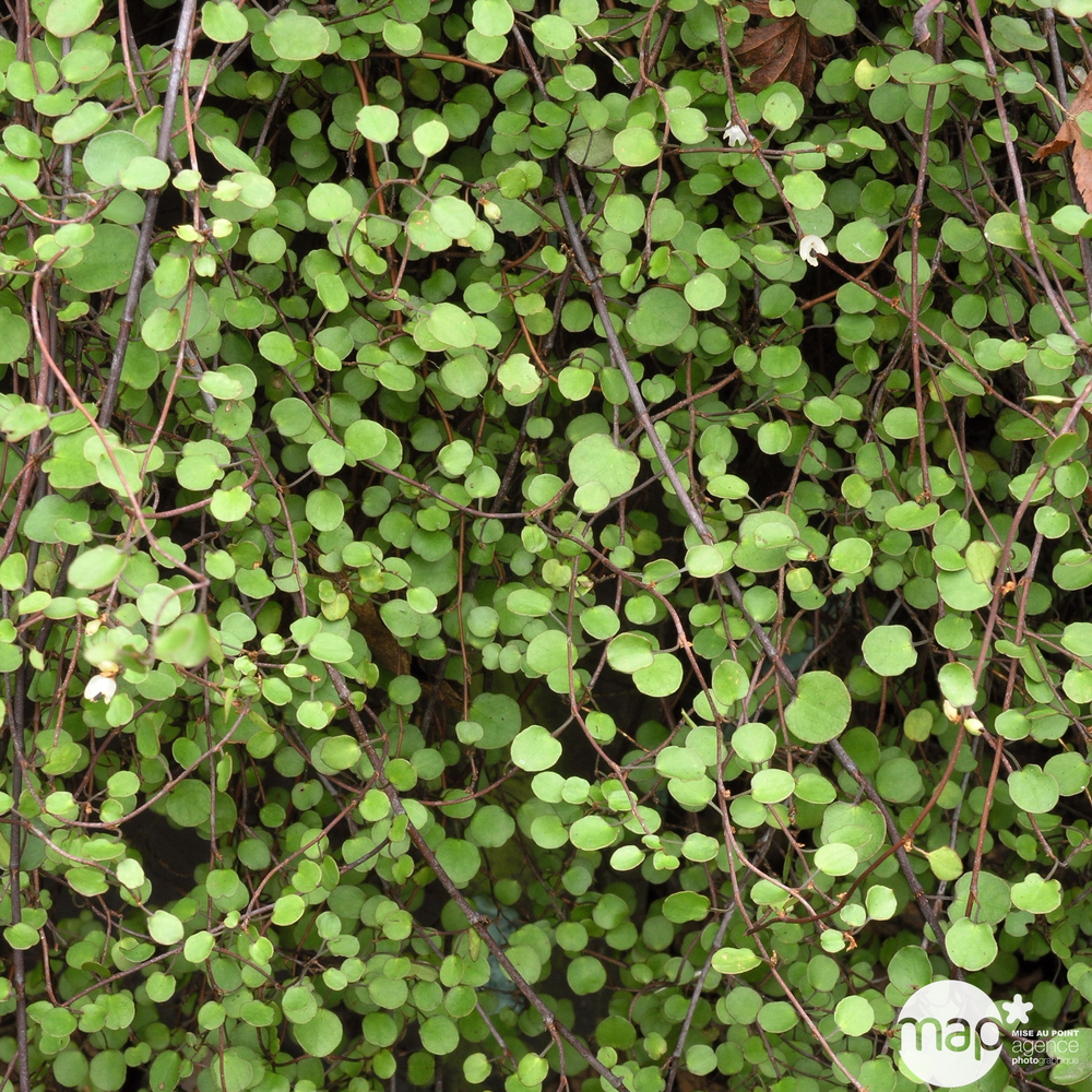 Muehlenbeckia : C0.5L