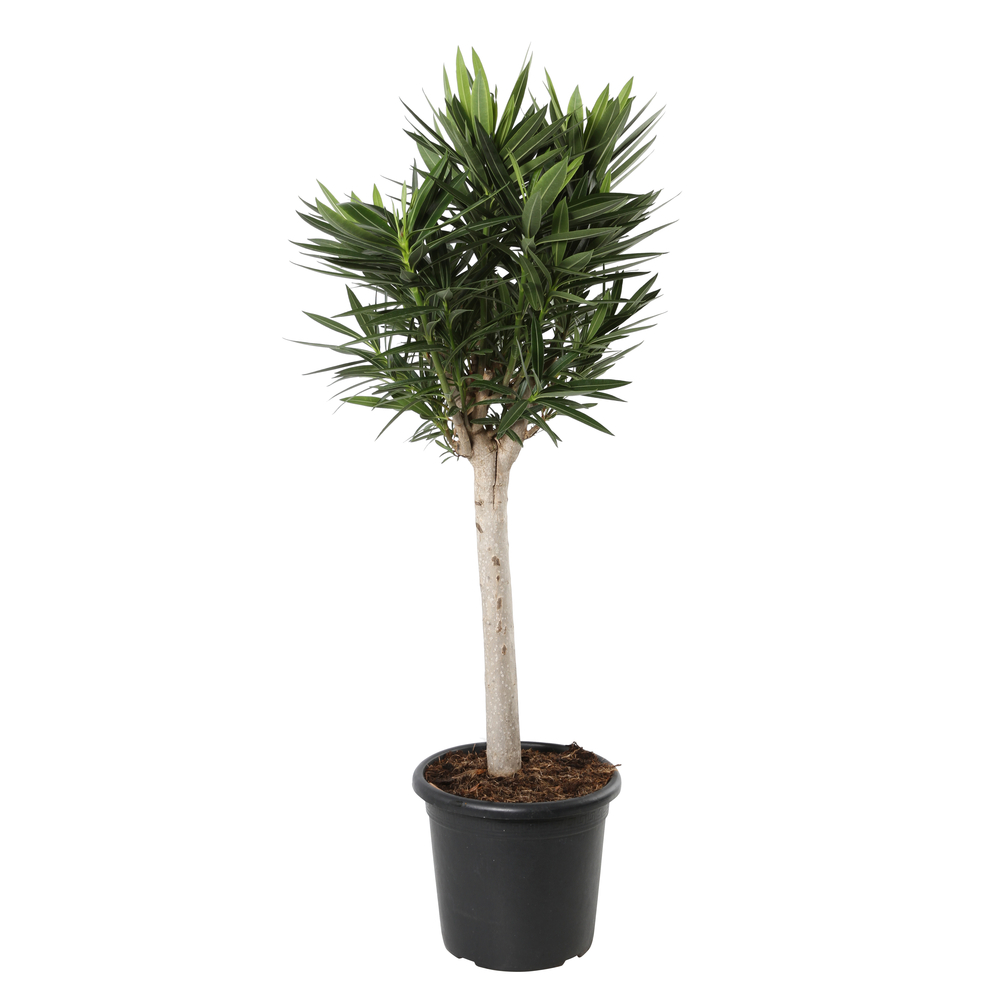 Nerium oleander sur tige H90/100cm - Coloris variables