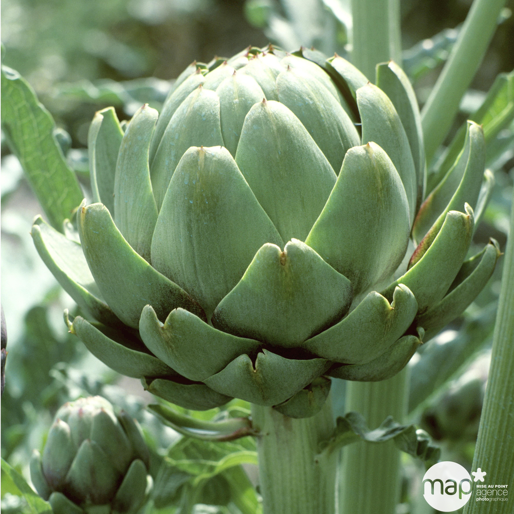 Plant d'artichaut vert 'Imperial Star' F1 : pot de 0.5 litres