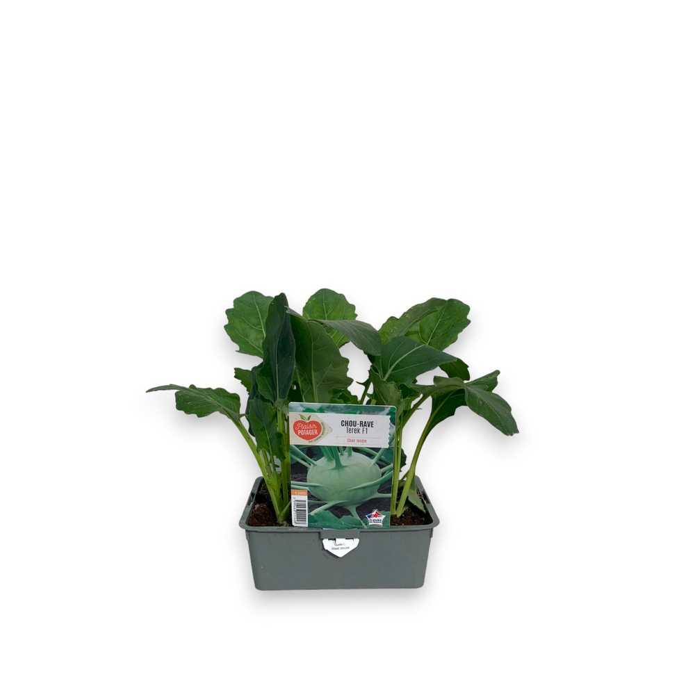 Plants de Chou Rave blanc 'Terek' - Barquette de 6 plants