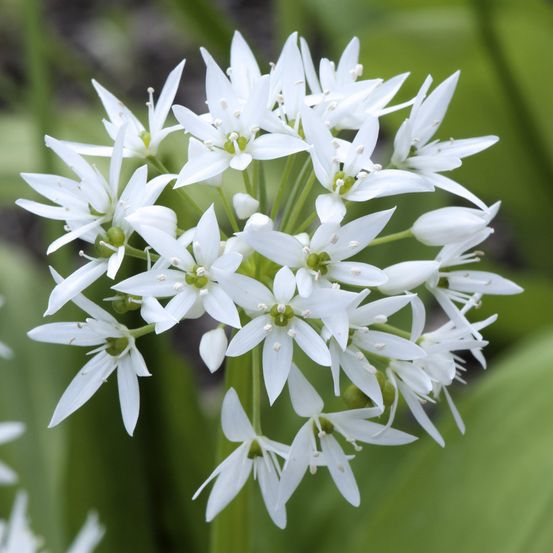 Plants d'Ail des ours pot 1L