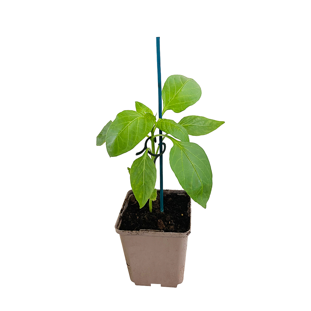 Plant de mini Poivron 'Terrazzi' - Pot 0,5L