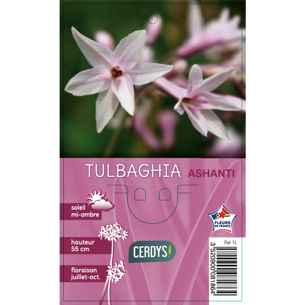 Tulbaghia : pot 1L