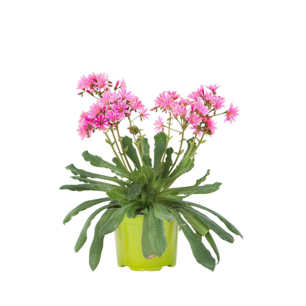 Lewisia cotyledon 'Elise', coloris varié : pot 0,65L