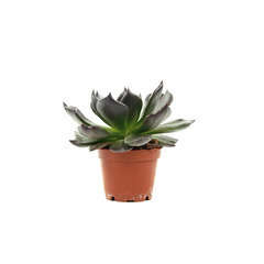 Succulentes : Pot d14cm - Variétés variables
