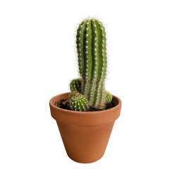 Cactus: pot terre cuite D21cm