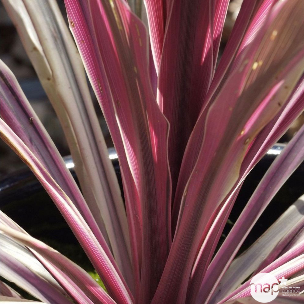 Cordyline, plusieurs coloris pot 5L