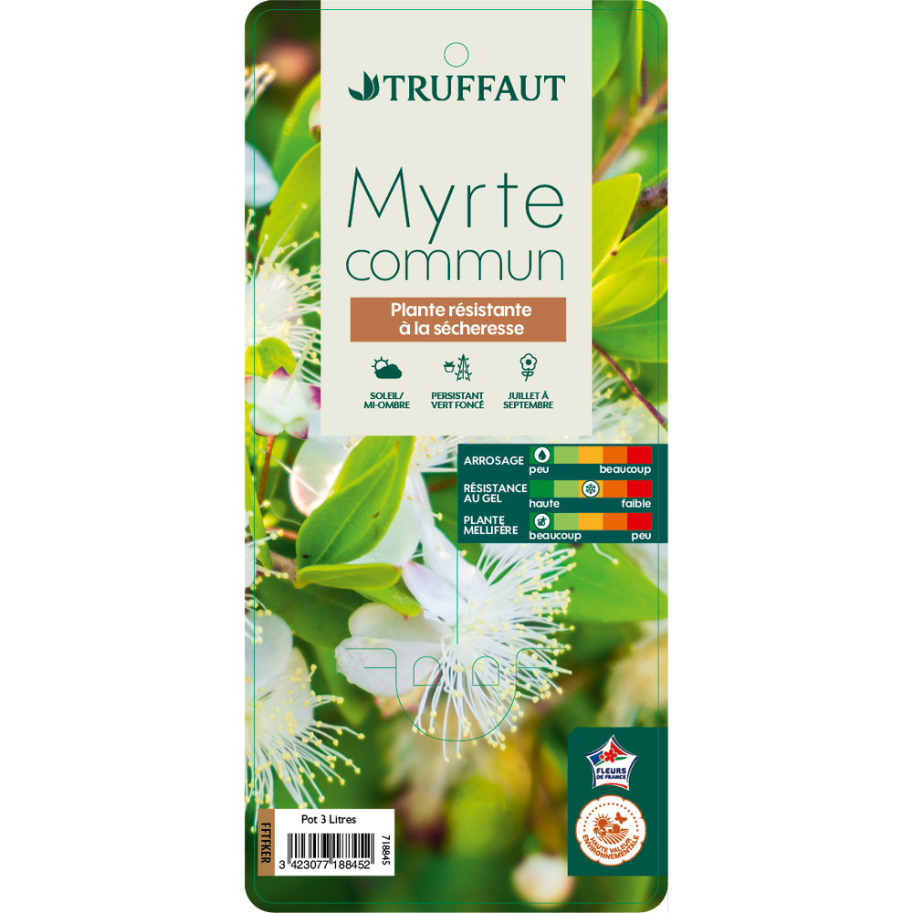 Myrtus communis : pot de 3L