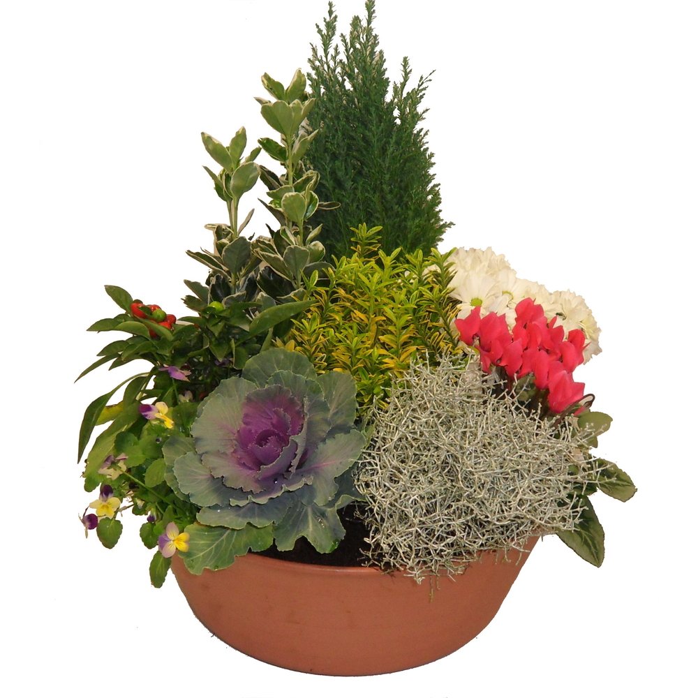 Composition plantes : pot D.50cm