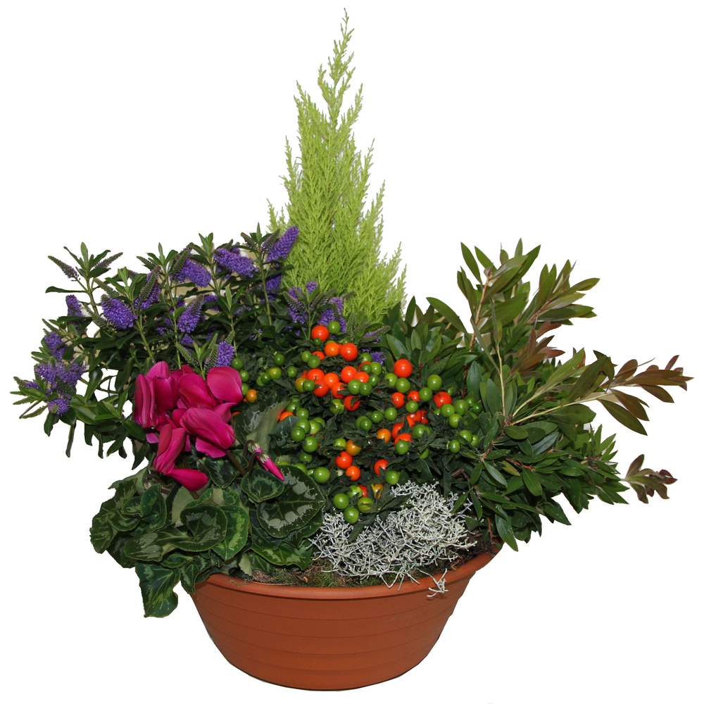 Composition plantes : pot D.45cm