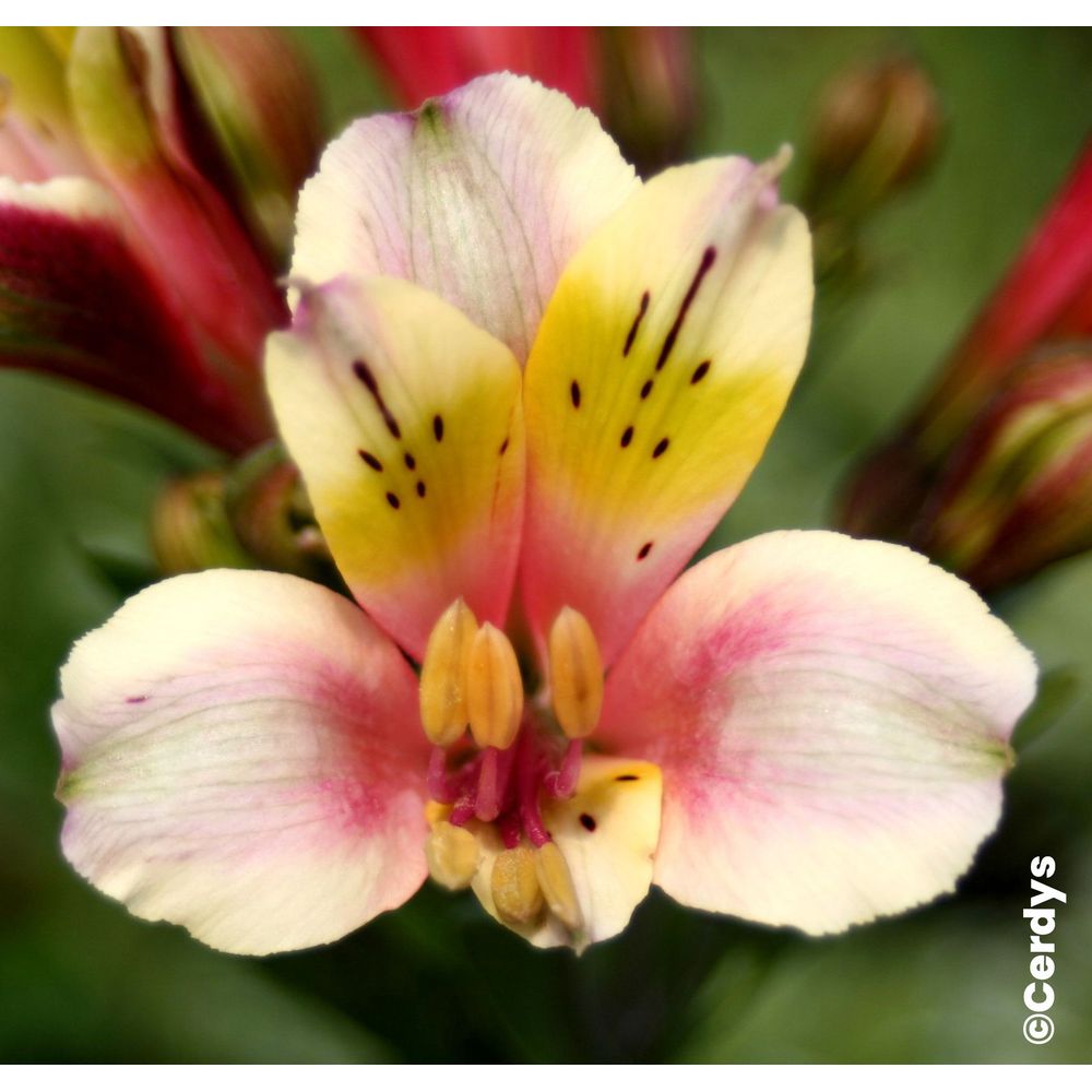 Alstrœmeria, coloris variables : pot D.2L