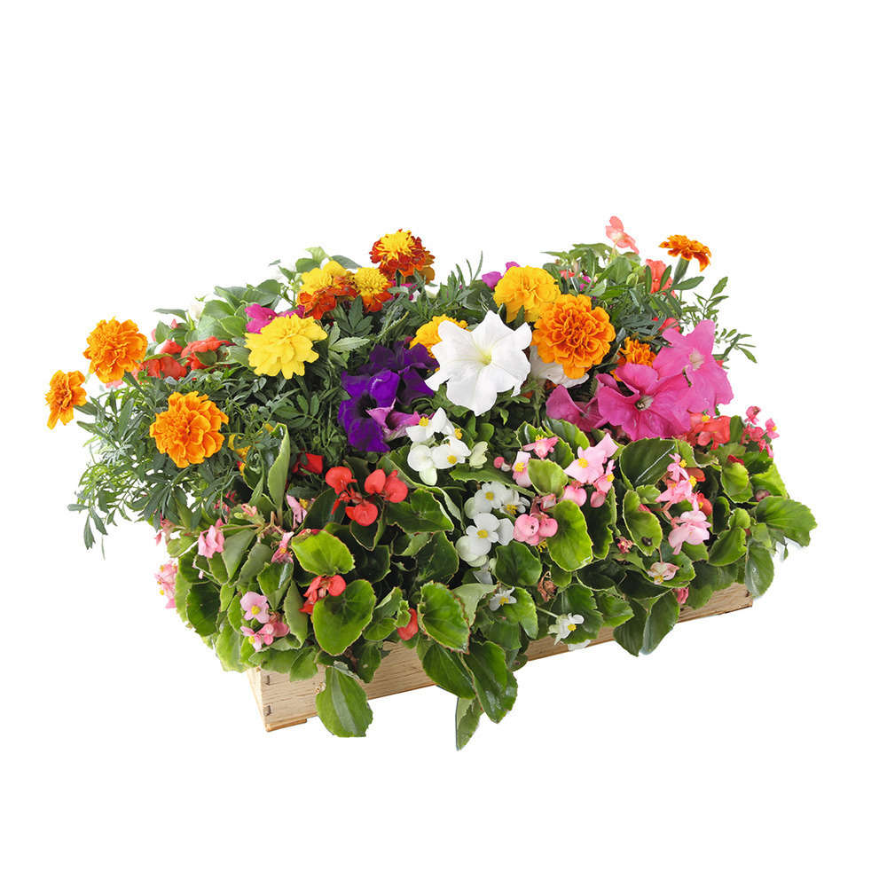 Caissette d'annuelles : 24 espèces