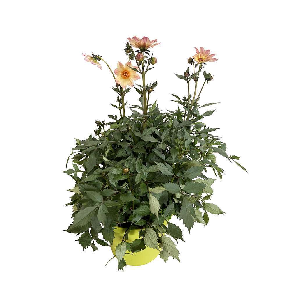 Dahlietta Pot 8L 