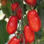 TOMATE TRILLY F1 GRF C 1L-(721057)