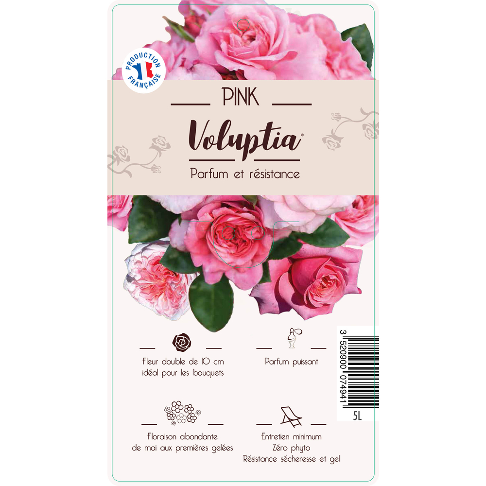 Rosier Décorosiers® Voluptia® - Pot 5L