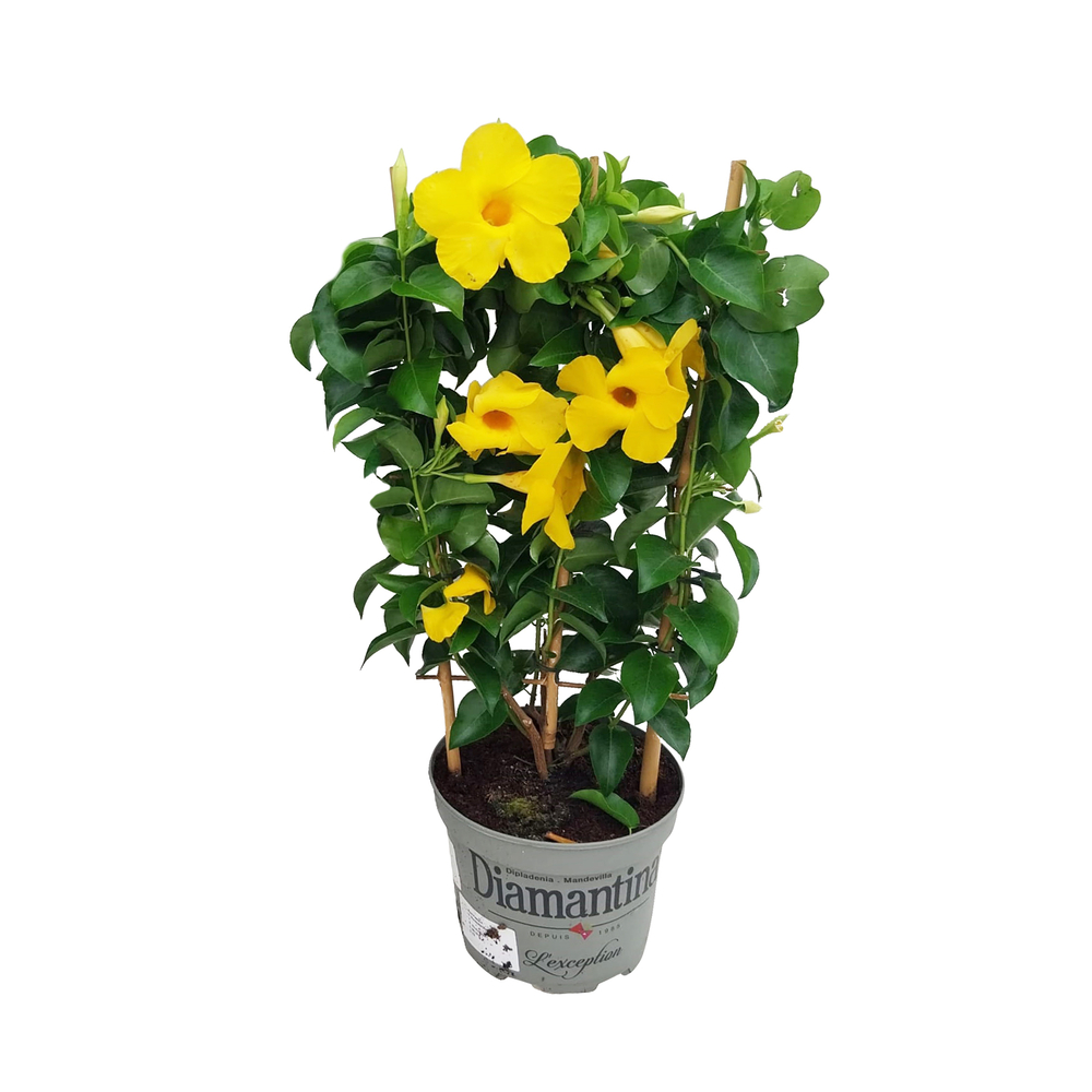 Mandevilla Diamantina® opale citrine, coloris jaune : pot D.17cm