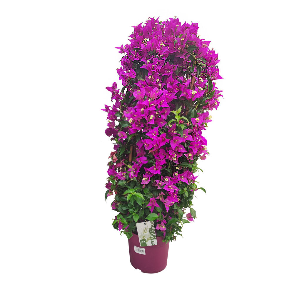 Bougainvillea : violet d.21cm