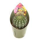 Cactus d'intérieur, pot D10,5cm
