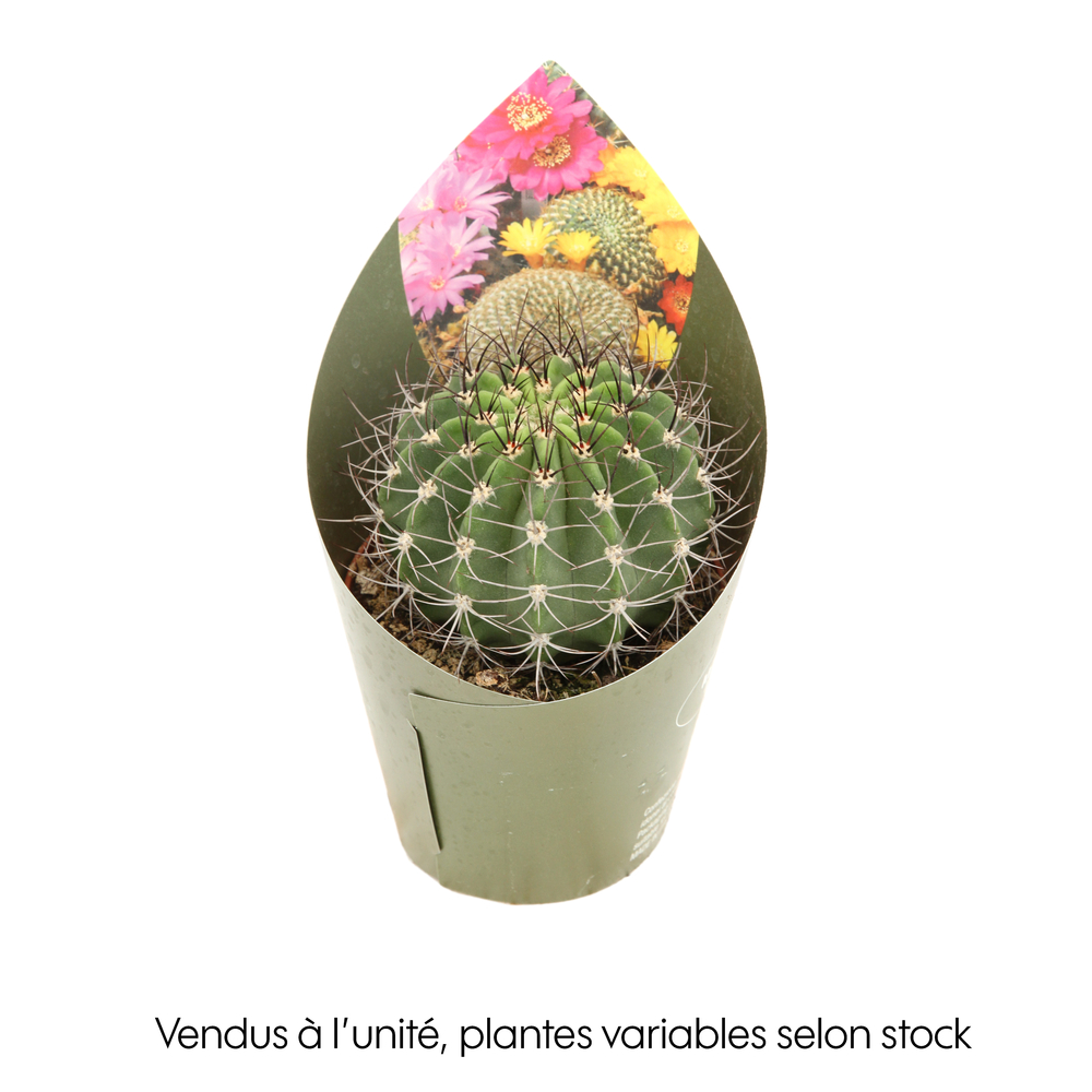 Cactus d'intérieur, pot D10,5cm