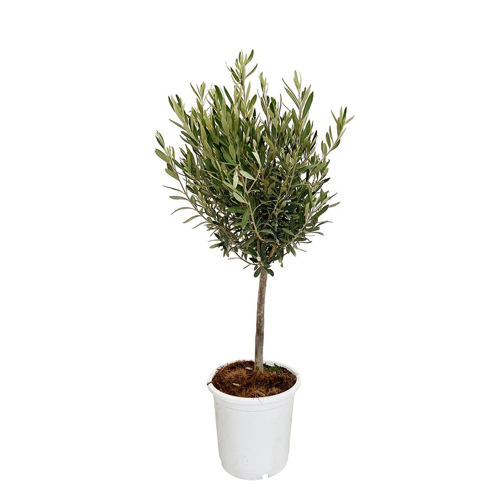 Olea europeae : 1/4 tige , pot dÃ©co