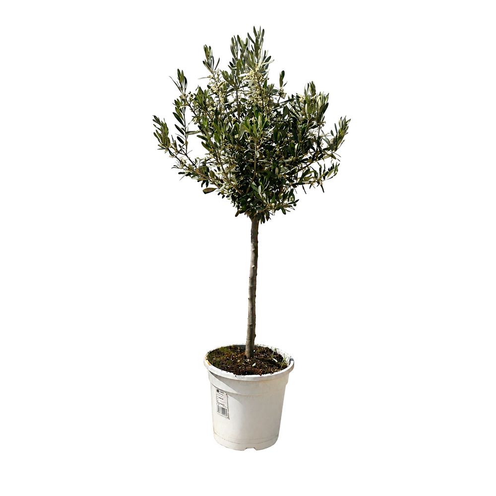 Olea europeae : 1/4 tige , pot dÃ©co