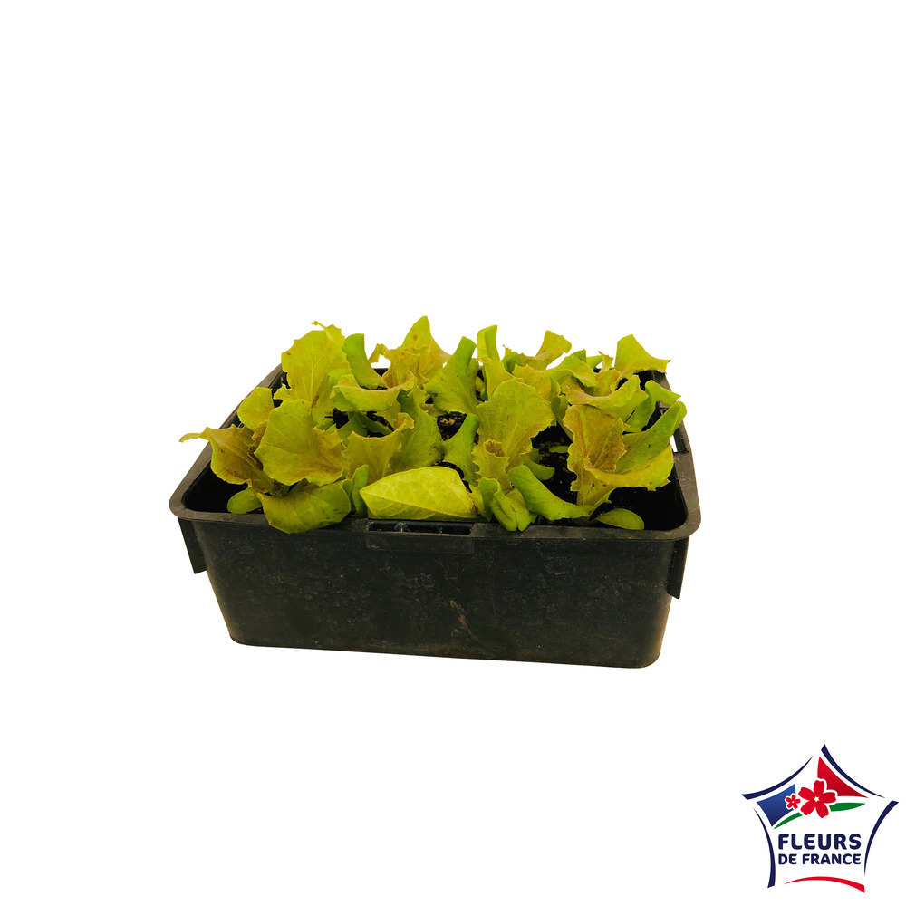 Plants de batavia rouge 'Corcovado' : barquette de 12 plants