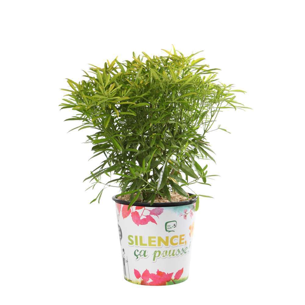 Choisya 'Aztec Gold®' Pot 4,5L