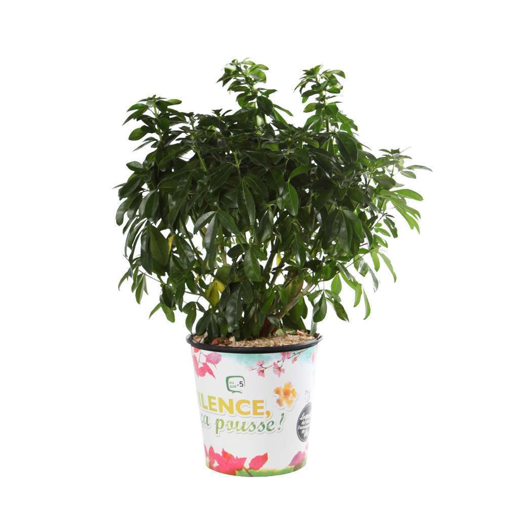 Choisya Ternata  : C4.5L
