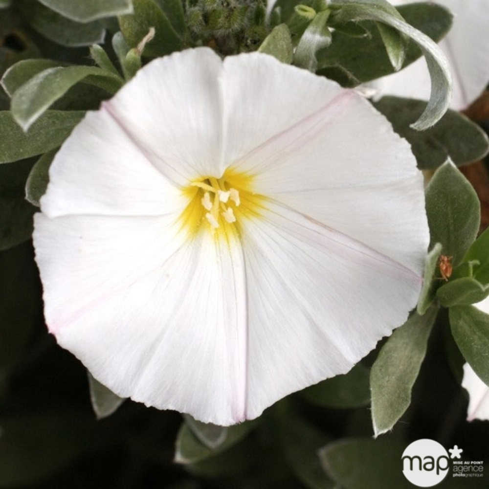 Convolvulus cneorum pot 4.5L
