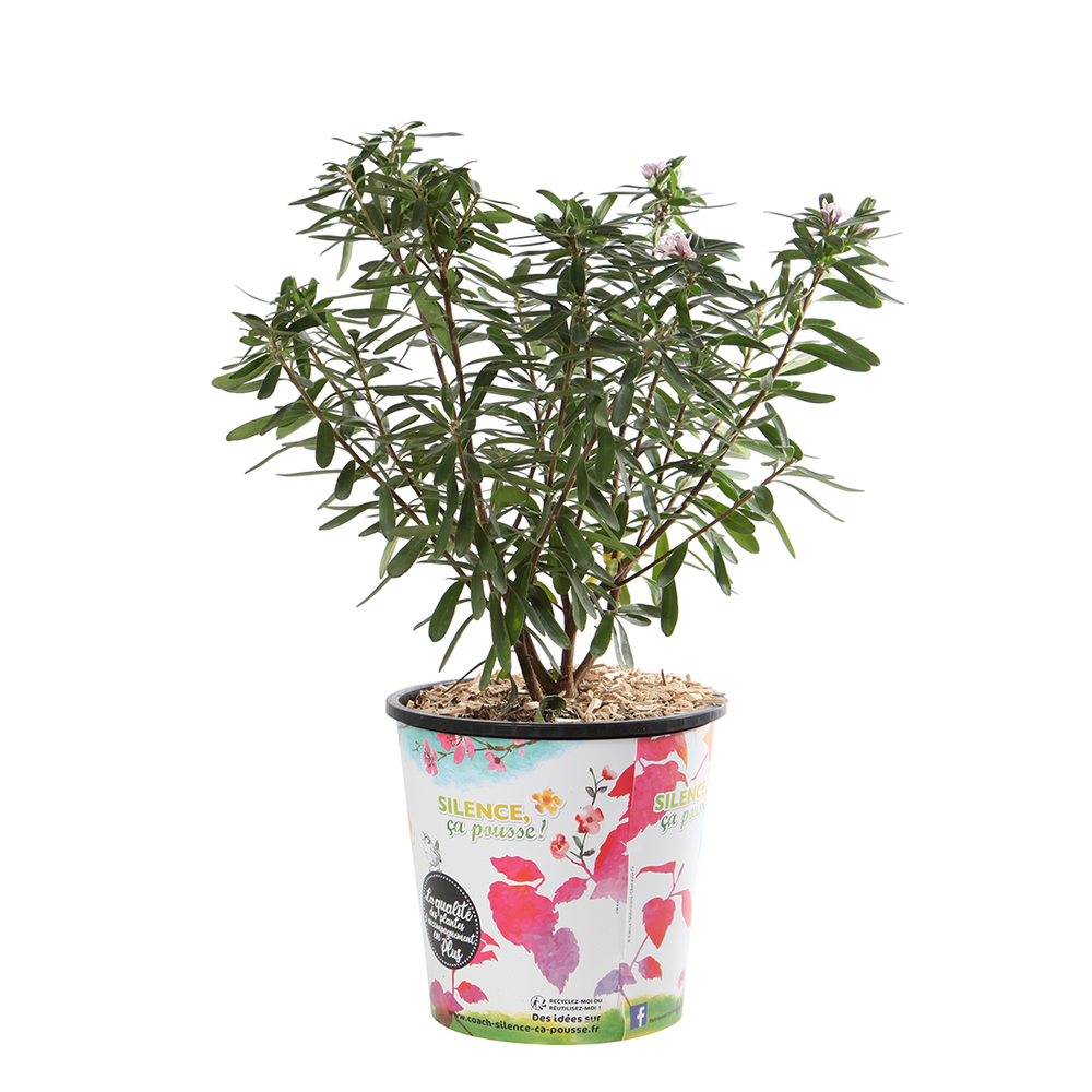 Daphné x transatlantica 'Pink Fragrance®' Pot 4,5L