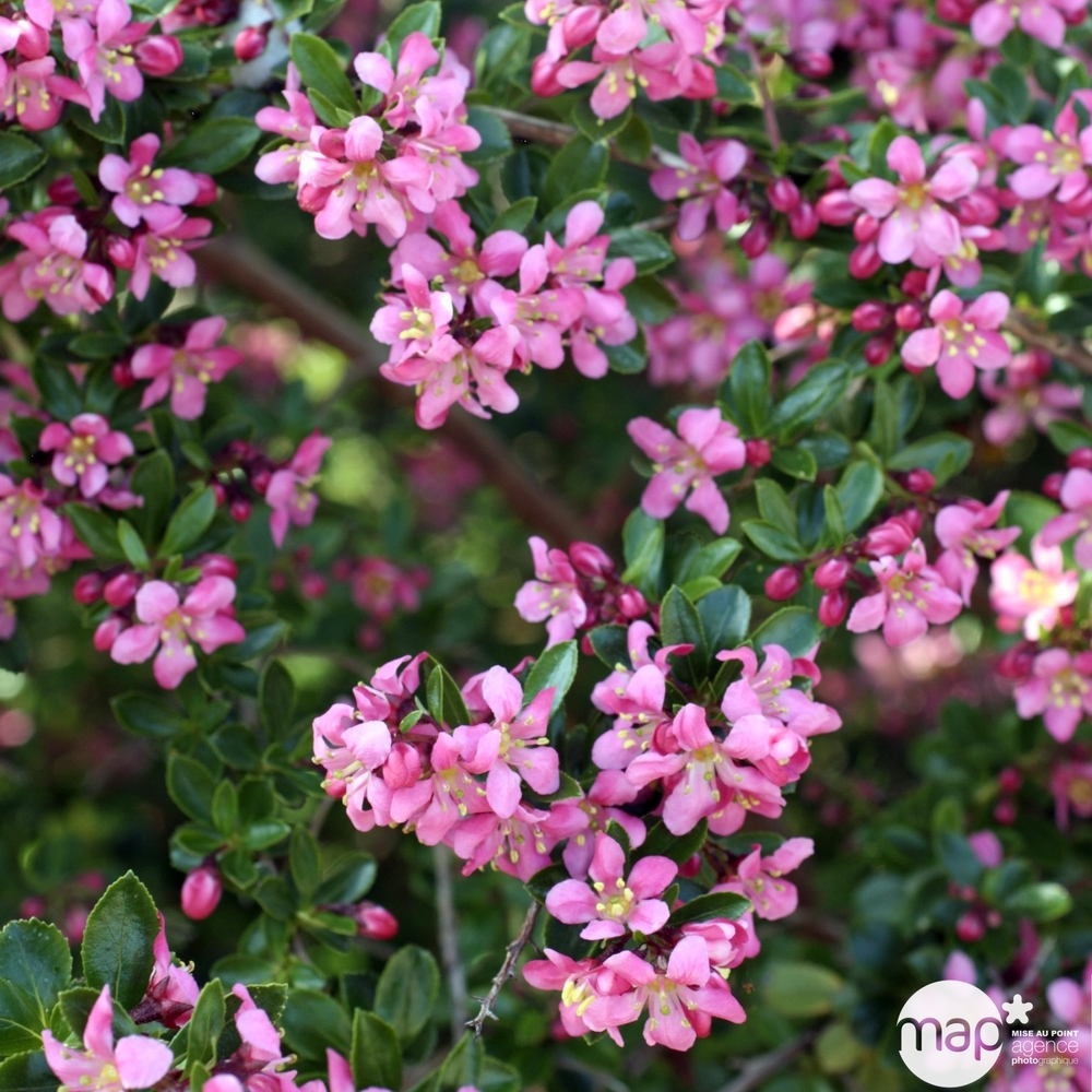 ESCALLONIA PINK ELL C10L-(722001)