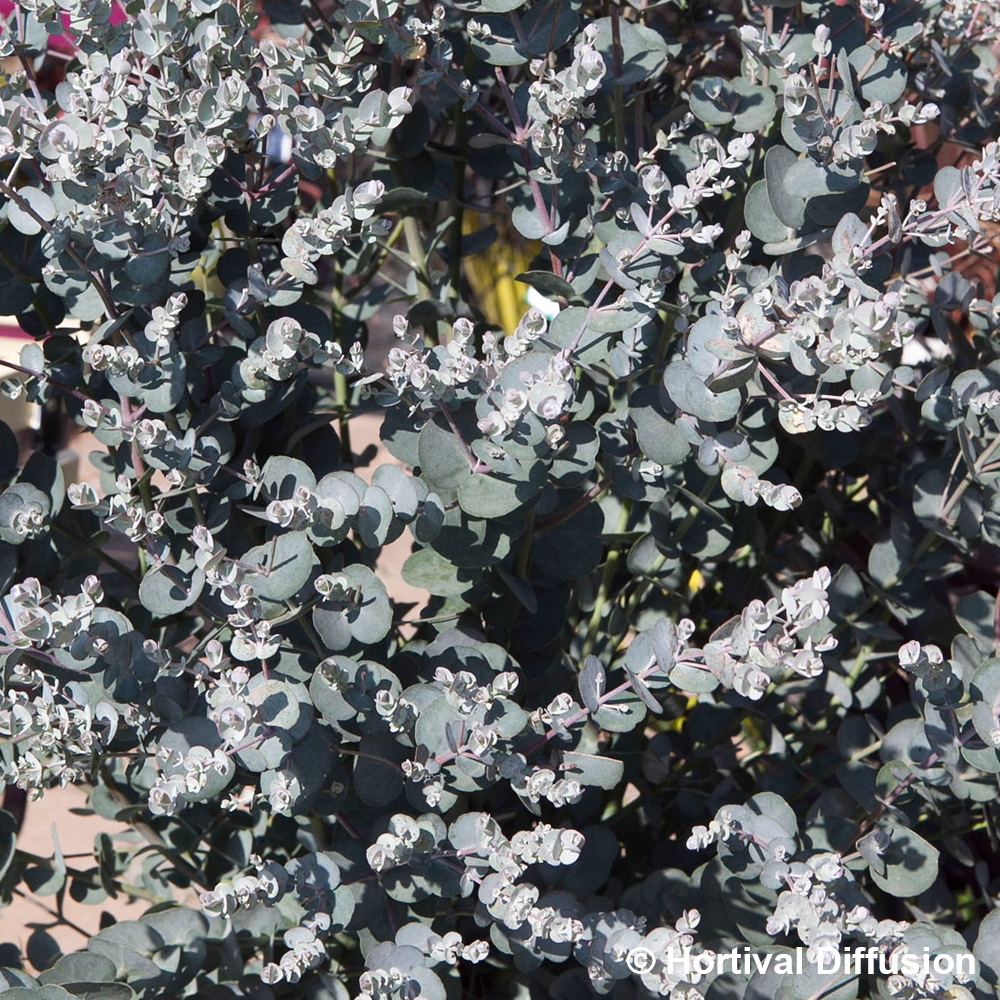 Eucalyptus gunnii 'silverana' : C4.5L