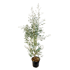 

Eucalyptus gunnii silver' pot 10L