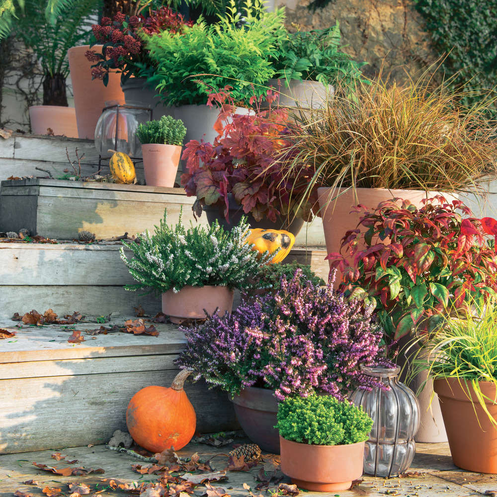 Nandina domestica 'Lemon Lime':conteneur 4,5 litres