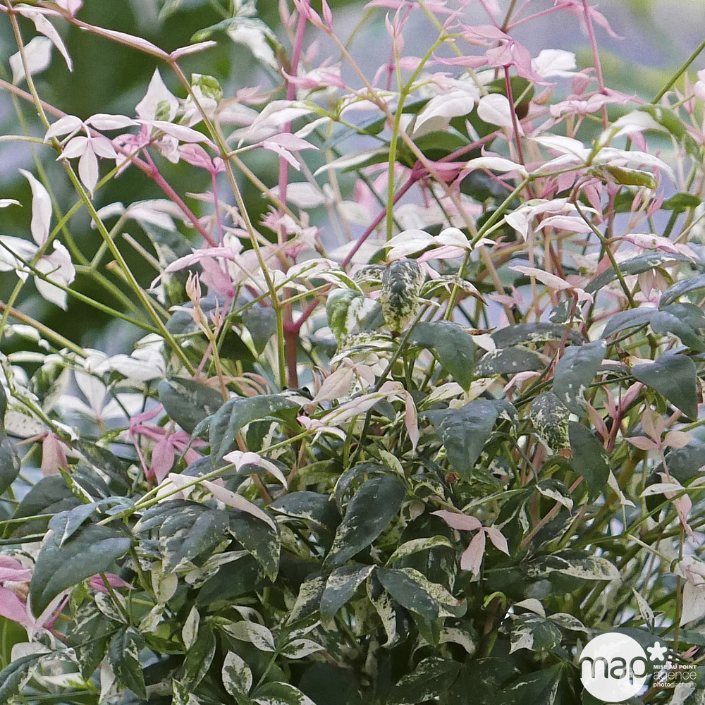 Nandina domestica ' Twilight ' : C4.5L