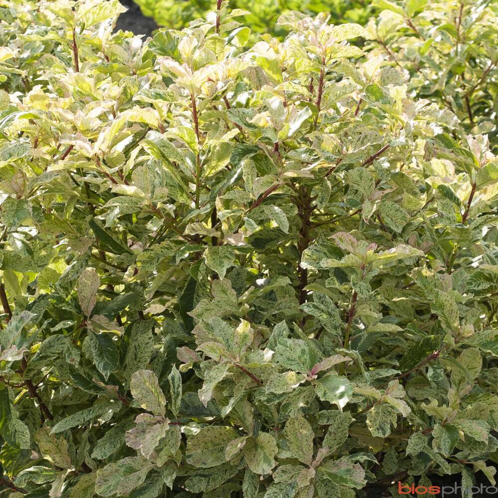 Schefflera : D40xH180cm