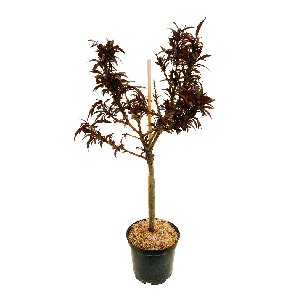 Pêcher nain Crimson® 'Bonfire' - Pot 7L