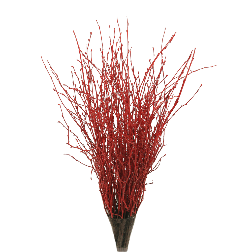 Bouleau naturel, 5 tiges, coloris rouge - H.100cm