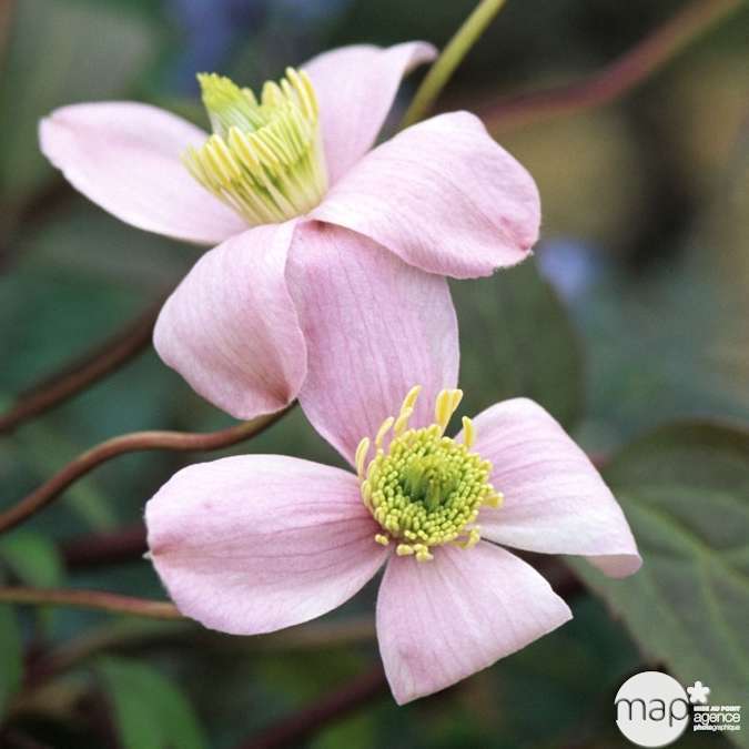 Clématite 'Mayleen' Pot 3L