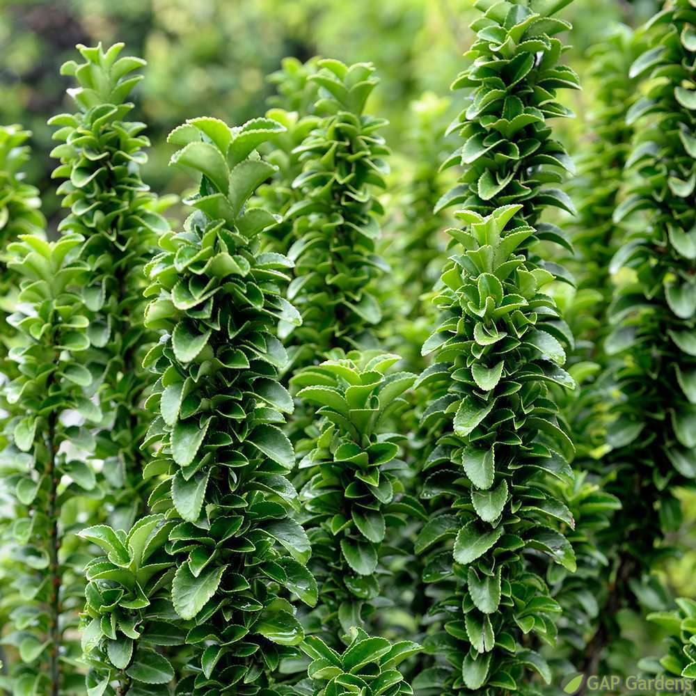 Euonymus japonicus 'benkomasaki' : pot 5L