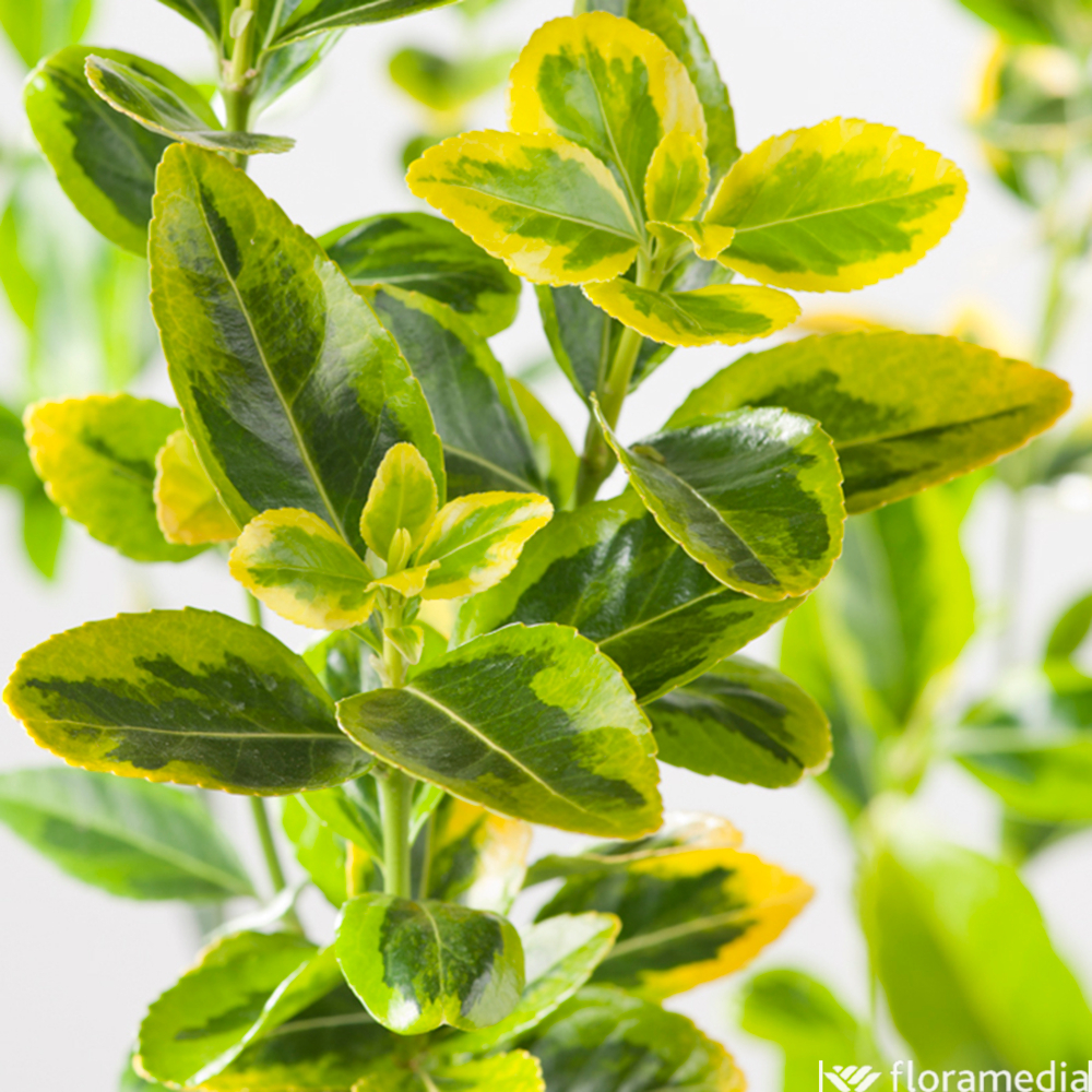 Euonymus japonicus 'Pulchellus Aureus': pot 5L