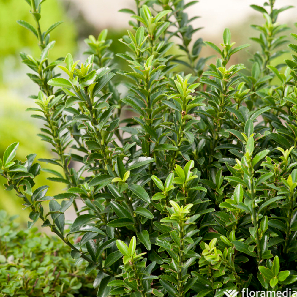 Fusain du Japon - Pot D 9cm