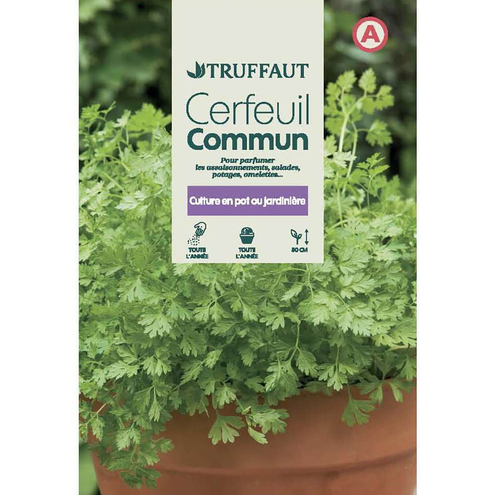 CERFEUIL COMMUN TRUF-(726009)