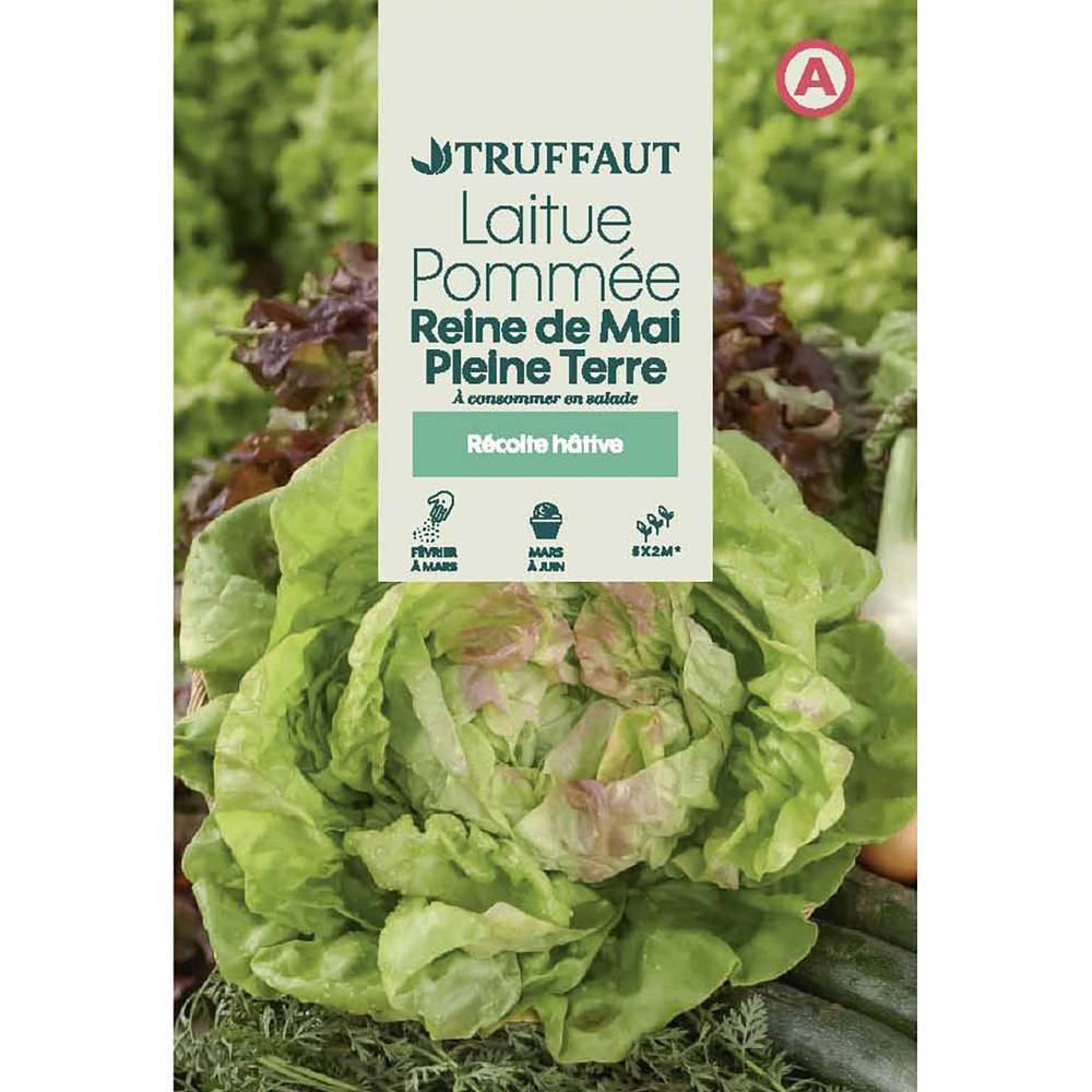 LAITUE REINE DE MAI TRUF-(726019)