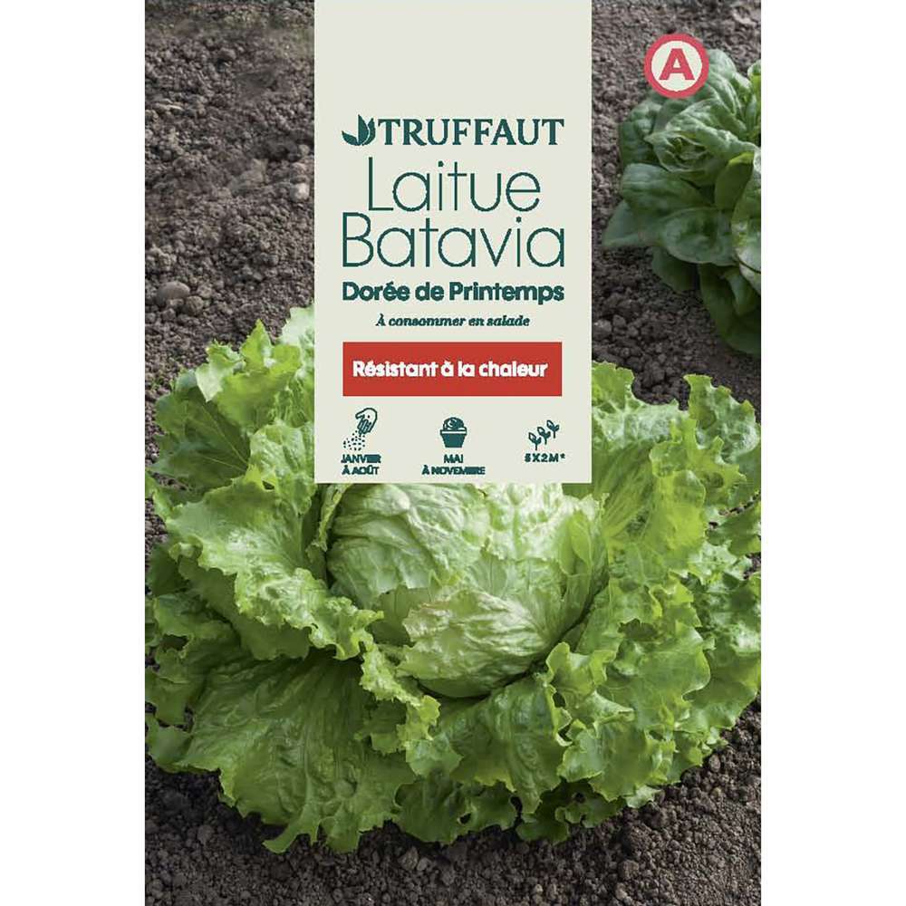 LAITUE DORE PRINTEMPS TRUF-(726021)