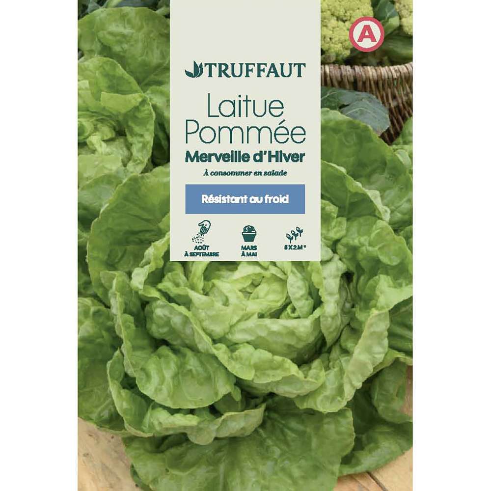 LAITUE MERVEILLE HIVER TRUF-(726022)