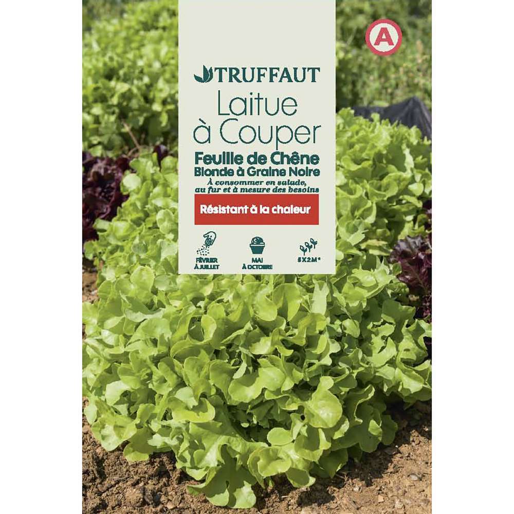 LAITUE FEUILLE CHENE BLDE TRUF-(726023)