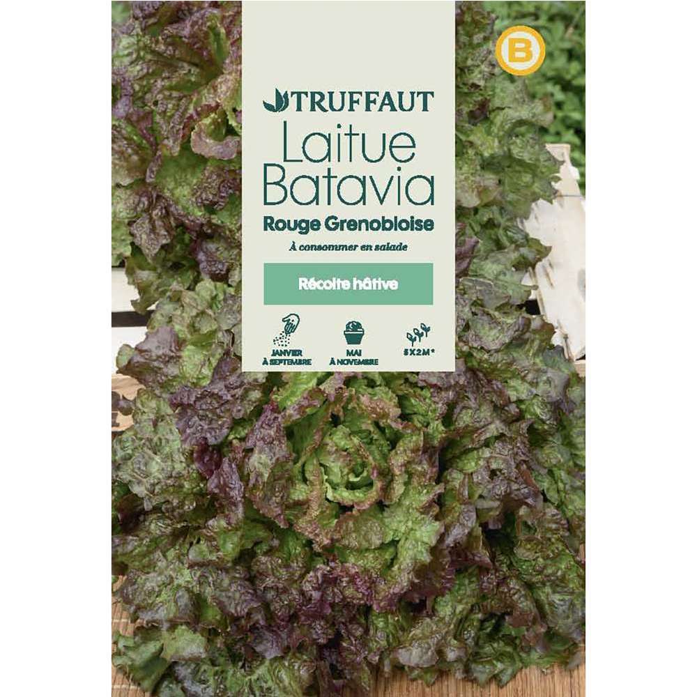 LAITUE ROUGE GRENOBLOISE TRUF-(726052)