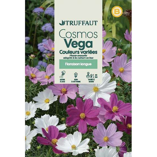 Cosmos nain Vega couleur variée : en sachet Truffaut | Truffaut