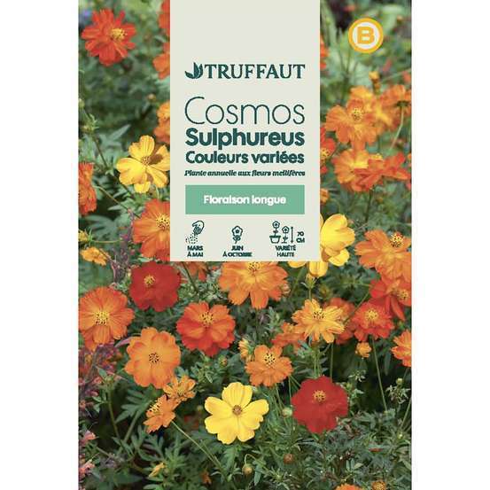 Cosmos Sulphureus couleur variée : en sachet Truffaut | Truffaut